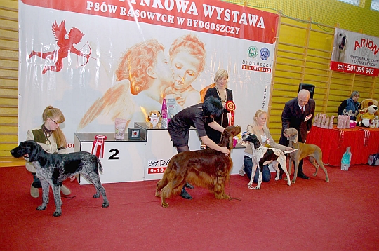  Walentynkowa Wystawa Psw Rasowych - Bydgoszcz, 9-10.02.2013