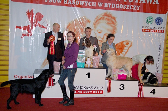  Walentynkowa Wystawa Psw Rasowych - Bydgoszcz, 9-10.02.2013