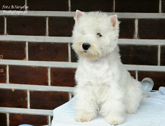 Wystawa Psw Katowice 2013 - West Highland White Terrier