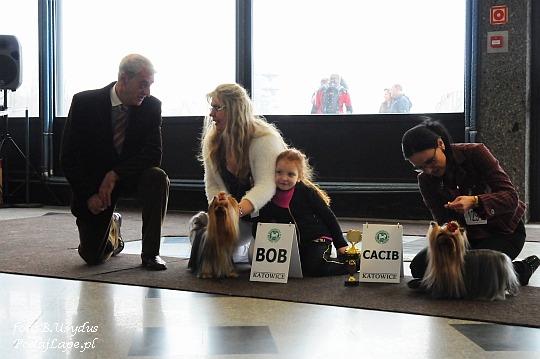 Wystawa Psów Katowice 2013 - Yorkshire Terrier