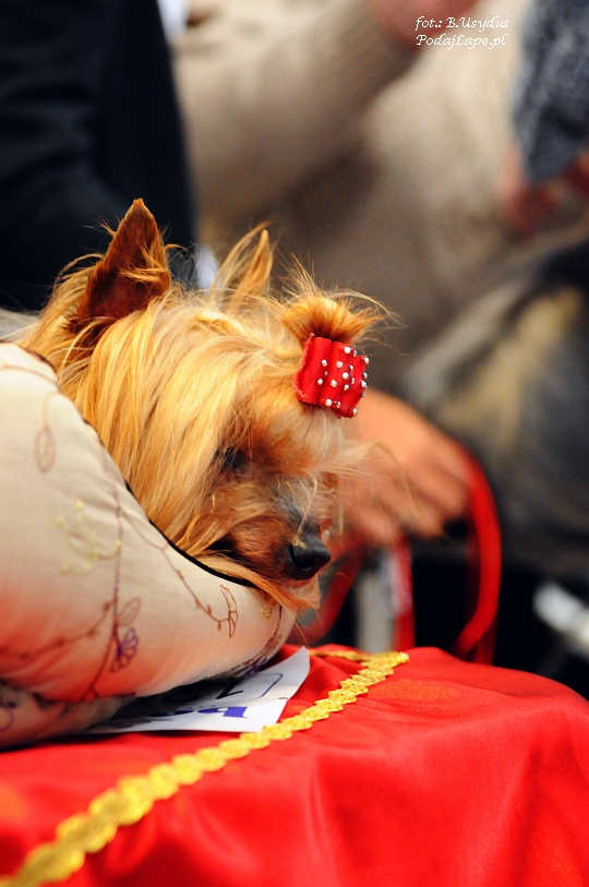 Wystawa Psów Katowice 2013 - Yorkshire Terrier