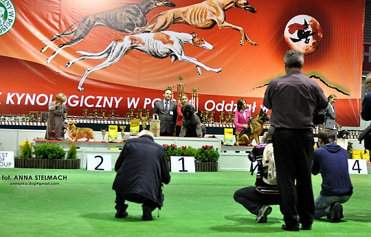 Międzynarodowa Wystawa Psów Rasowych w Kielcach 2013