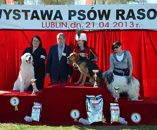 NAJPIĘKNIEJSZY PIES RAS POLSKICH  - Lublin 2013