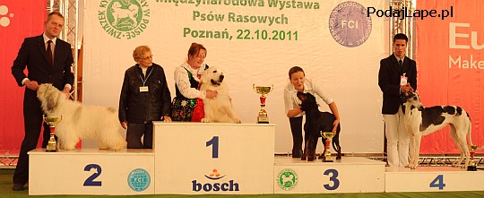 Najpikniejszy Pies Rasy Polskiej