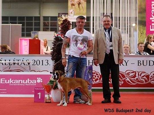 WORLD DOG SHOW - Światowa Wystawa Psów - Budapeszt 2013 - Najpiękniejsze baby