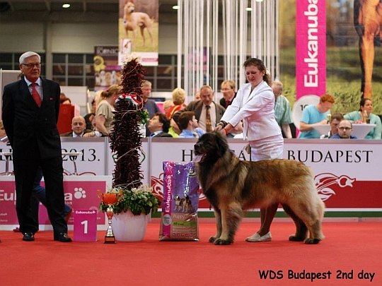 WORLD DOG SHOW - Światowa Wystawa Psów - Budapeszt 2013 - Zwycięzca grupy II