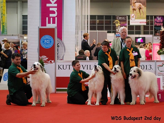 WORLD DOG SHOW - Światowa Wystawa Psów - Budapeszt 2013 - Best Progeny Group