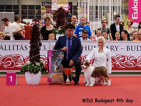 WORLD DOG SHOW - wiatowa Wystawa Psw - Budapeszt 2013 - Najpikniejsze baby