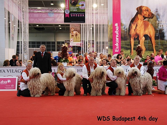 WORLD DOG SHOW - wiatowa Wystawa Psw - Budapeszt 2013 - Najpikniejsza grupa hodowlana
