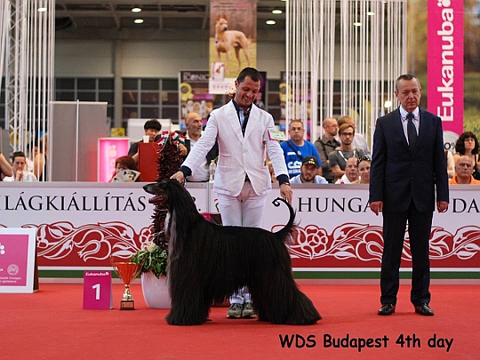 WORLD DOG SHOW - wiatowa Wystawa Psw - Budapeszt 2013 - Najpikniejszy Weteran