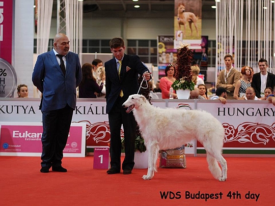 WORLD DOG SHOW - wiatowa Wystawa Psw - Budapeszt 2013 - Zwycizca grupy X -juniory