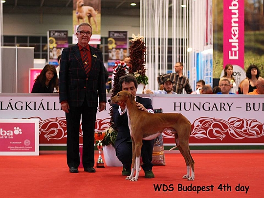 WORLD DOG SHOW - wiatowa Wystawa Psw - Budapeszt 2013