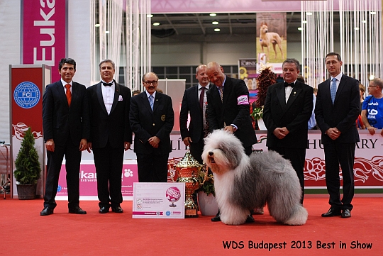 WORLD DOG SHOW - wiatowa Wystawa Psw - Budapeszt 2013 - BEST IN SHOW