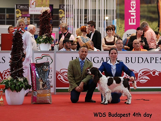 WORLD DOG SHOW - wiatowa Wystawa Psw - Budapeszt 2013 - Zwycizca grupy VIII -juniory
