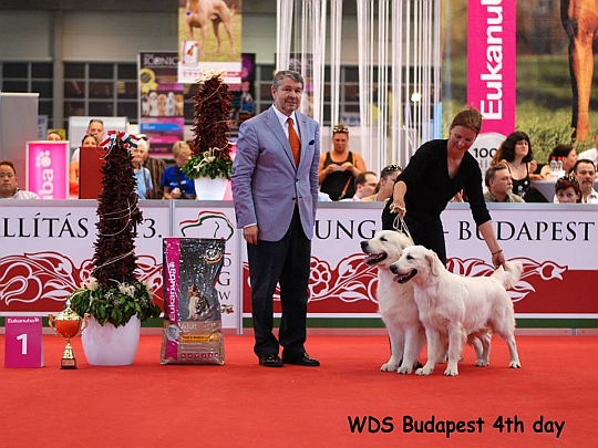 WORLD DOG SHOW - wiatowa Wystawa Psw - Budapeszt 2013 - Najpikniejsza para psw