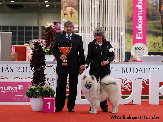 WORLD DOG SHOW - Światowa Wystawa Psów - Budapeszt 2013 - Najpiękniejsze baby