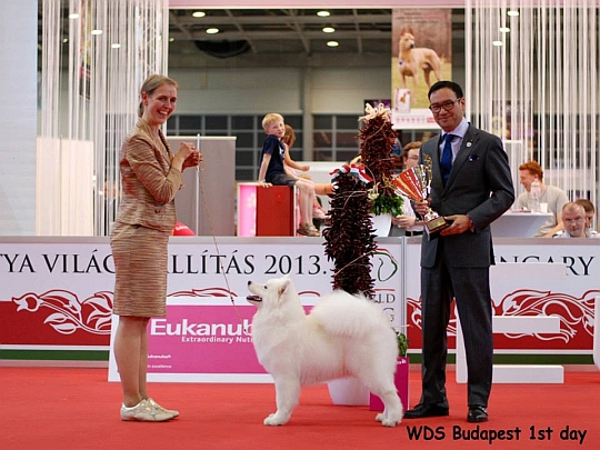 WORLD DOG SHOW - Światowa Wystawa Psów - Budapeszt 2013 - Najpiękniejsze szczenie