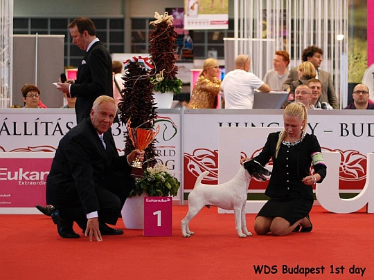 WORLD DOG SHOW - Światowa Wystawa Psów - Budapeszt 2013 - Najpiękniejszy Weteran