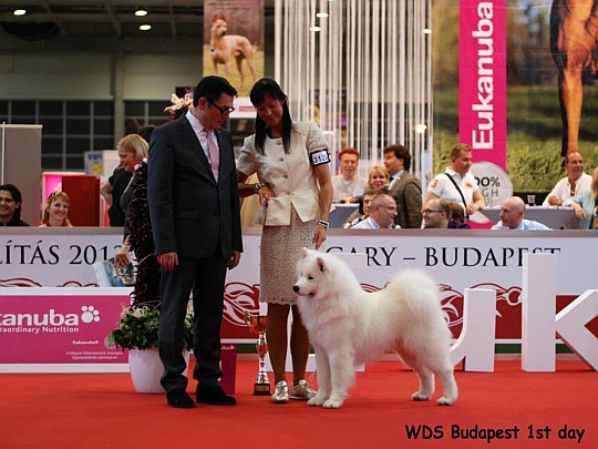WORLD DOG SHOW - Światowa Wystawa Psów - Budapeszt 2013