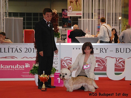 WORLD DOG SHOW - Światowa Wystawa Psów - Budapeszt 2013 - Najpiękniejsza para psów