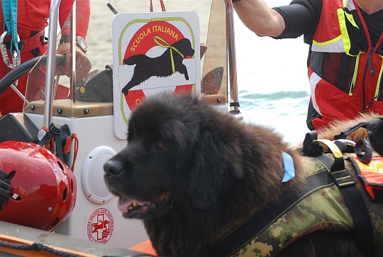 Międzynarodowe szkolenie psów w ratownictwie wodnym