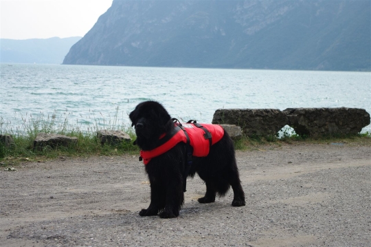 Międzynarodowe szkolenie psów w ratownictwie wodnym