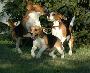 Zabawa 2 - Beagle z hodowli Catulus