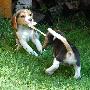 Zabawa 3 - Beagle z hodowli Catulus