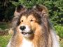 Int.Ch., Ch.PL, Rus, 3xBIS Cataway`s RISING SUN - owczarek szetlandzki  pies reproduktor