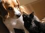 Beagle i kot - najlepsi przyjaciele - 