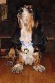 CARTIERS'S SON I. Prdlavka - Jednoroczny pies rasy basset hound.