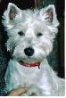 Cheri- West highland white terrier