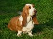 Basset hound 